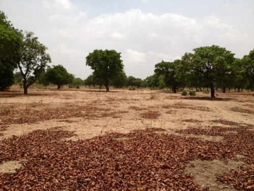 Site before intervention