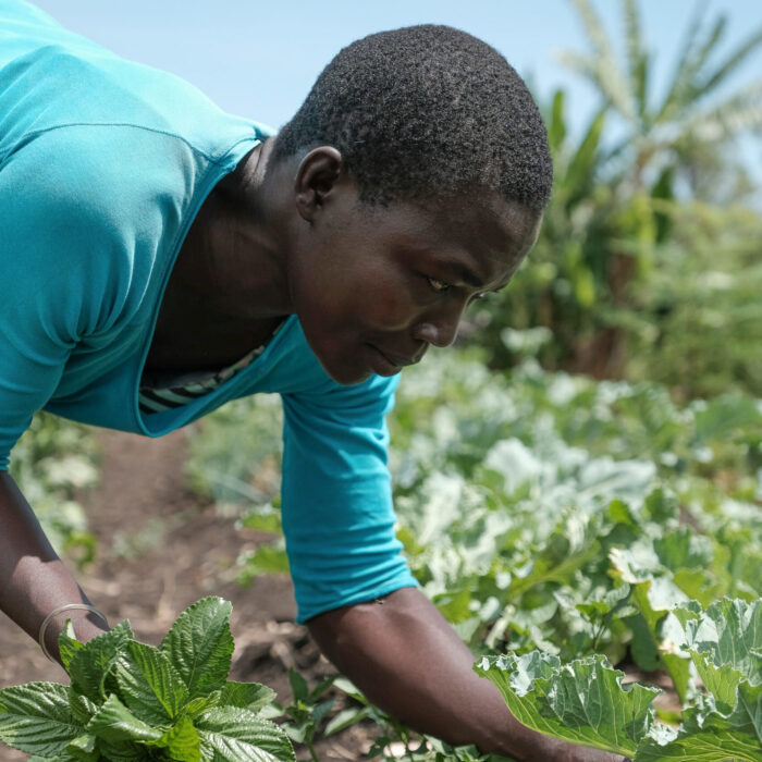 Two farmers examine a plant.